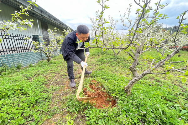 图：梨树挖沟.png